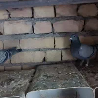 چهارتا مفلق پلاکی|پرنده|مبارکه, |دیوار