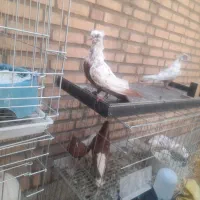 دوتا جوجه دم سرخ  نر یه دم سیاه ماده .وکوهی نر|پرنده|اندیمشک, |دیوار