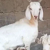 ۳راس کهره ناز دورگ سانن عروسک+۲راس بز