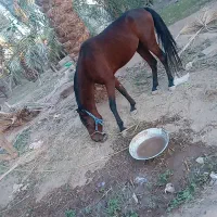 اسب|اسب و تجهیزات اسب‌سواری|بم, |دیوار