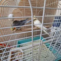 یک جفت عروس هلندی سالم و سرحال|پرنده|قزوین, |دیوار