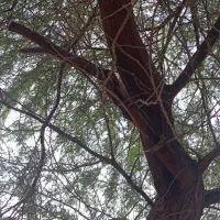 قطع وبرش درختان تنومند|خدمات باغبانی و درختکاری|بندر گناوه, |دیوار