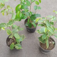 گل حراجی قیمت مناسب|گل و گیاه طبیعی|قم, شاه ابراهیم|دیوار