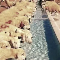 همه وزن گوسفند‌نذری عقیقه با هر توان مالی|حیوانات مزرعه|قم, جمکران|دیوار