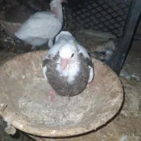 طوقی|پرنده|نطنز, |دیوار