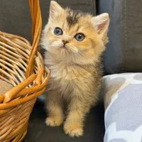 توله گربه بریتیش رنگ NY 25