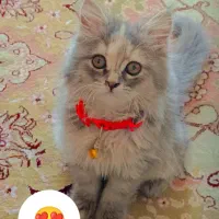 واگذاری گربه