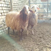 میش وبره نرو ماده|حیوانات مزرعه|پیر بکران, |دیوار