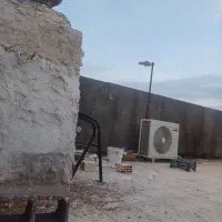 زرد کاکلی کرمانی نیستن