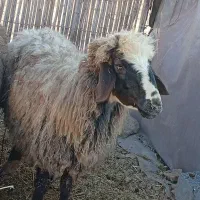 میش بره دار