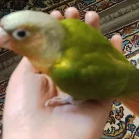 طوطی گرینچیک سه ماهه آناناسی رد فکتور