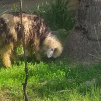 بره|حیوانات مزرعه|مسجد سلیمان, |دیوار