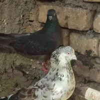 کبوتر اصیل پرشی