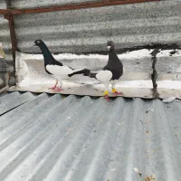 یهودی و دسته بهبهانی و ماده شامی وسرور