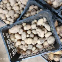 سیب زمینی درجه ۲ برای دام