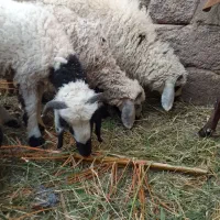 سه تابره نر|حیوانات مزرعه|بم, |دیوار