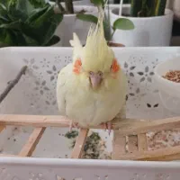 واگذاری عروس هلندی