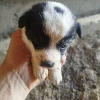 پاکوتاه گوش تیز|سگ|کاشمر, |دیوار