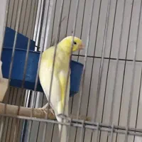 پرنده قفسی یا قناری سوپر زیبا