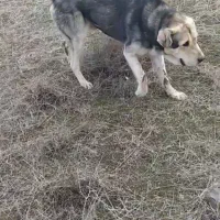 پژدر توله غریب اورمیه|سگ|مرادلو, |دیوار