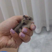 همستر ۱ماه نر دستی مینیاتوری