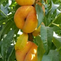 فروش انواع نهال های خاص|خدمات باغبانی و درختکاری|زنجان, |دیوار