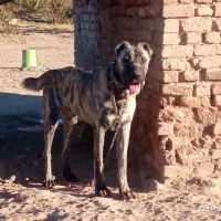 توله ۱۱ ماه ب فروش میرسد|سگ|قائن, |دیوار