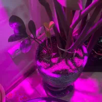 زاموفیلیا|گل و گیاه طبیعی|تهران, حافظیه|دیوار