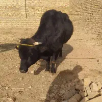 گاو نر|حیوانات مزرعه|خرمدشت, |دیوار