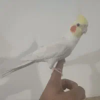 عروس هلندی نر رام بالغ