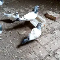 کبوتر گمشده