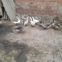 غاز