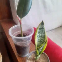 پگ چهار تایی گل