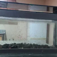 آکواریوم|ماهی|پره‌سر, |دیوار