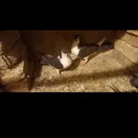 کبوتر چادری یا دمگیر|پرنده|زیباشهر, |دیوار