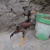دوتا خروس