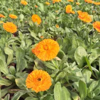 استخدام خانم مجرد