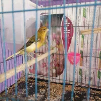 یک عدد قناری نر بخون|پرنده|زرند, |دیوار