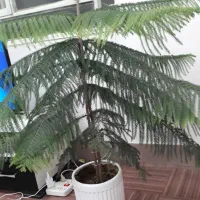 کاج طبیعی (کاج منطبق)