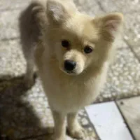 سگ پامبر خونگی