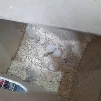 یک جفت عروس هلندی|پرنده|تایباد, |دیوار