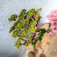 درخت جاویدان بنسای ژاپنی