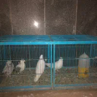 جفت کنی کبوتر و انواع پرندگان کفتر سفید