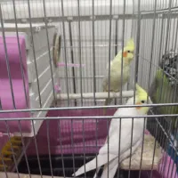 عروس هلندی بالغ