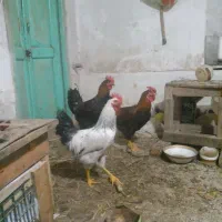 خروس محلی