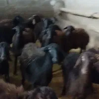 بره ماده قره قزل