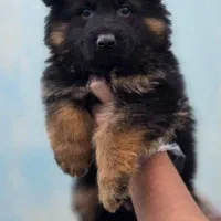 سگ ژرمن شپرد اصیل بلک،دورنگ و کینگ