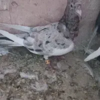 کبوتر جوجه گیری|پرنده|سبزوار, قصبه غربی|دیوار