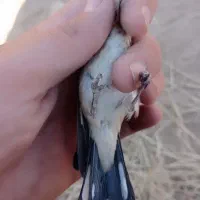 جوجه سهره کال