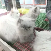 گربه حیمالین جذاب / بریتیش/دورگه /دی اس اچ